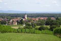 Elsasser Weinstraße auf der 7. Etappe