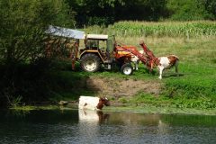 Badende Kuh in der Doubs